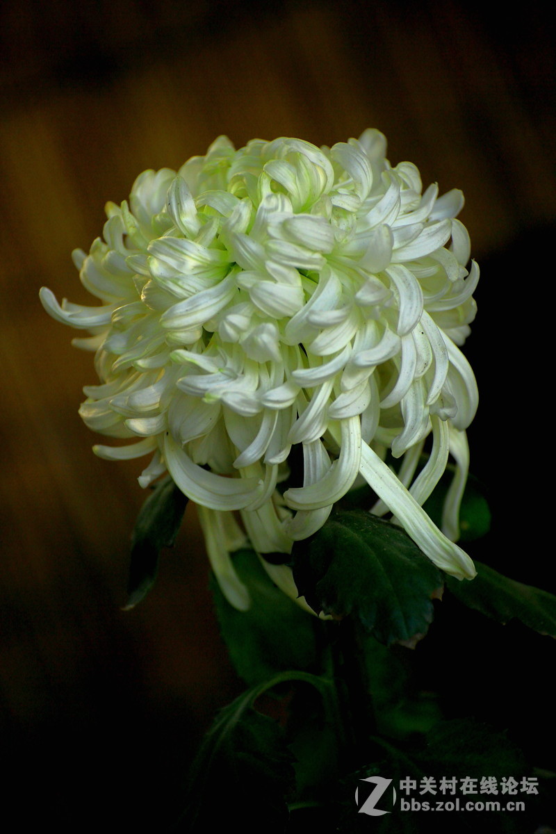 【植物园催花早菊】祝贺菏泽星空(中国)开坛！
