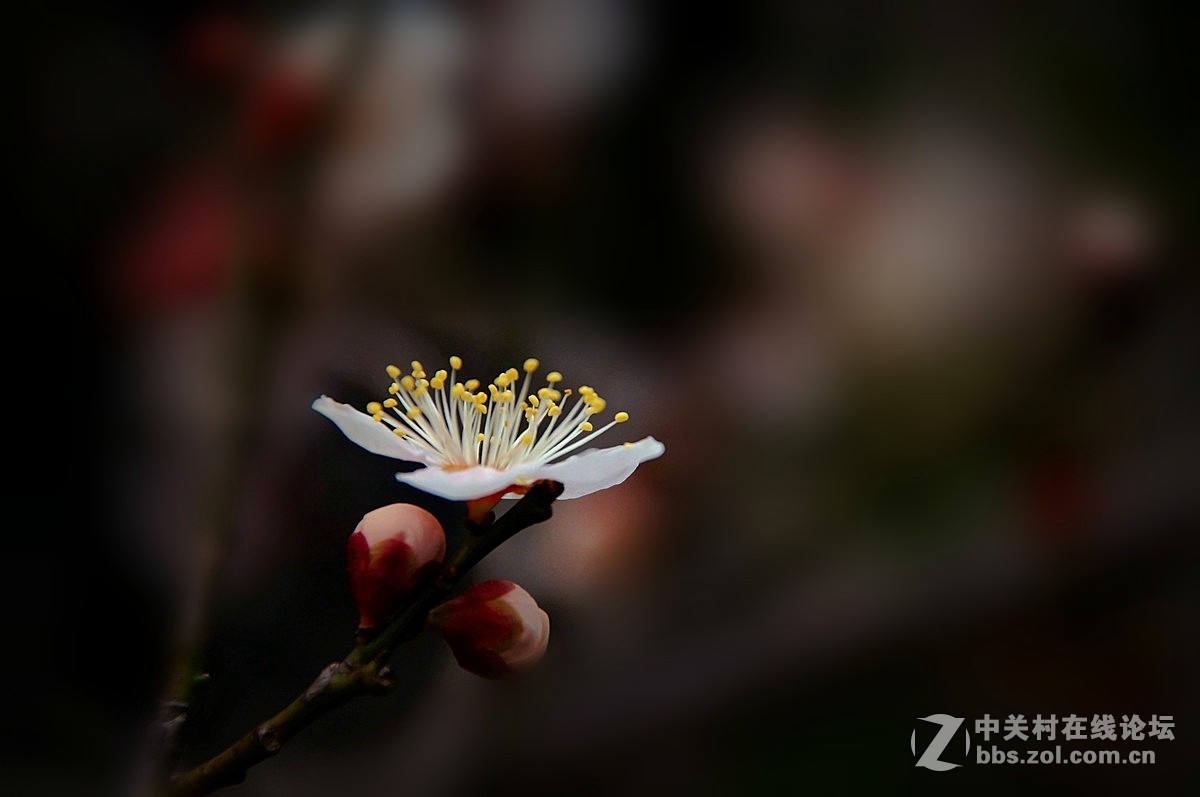 红梅庆春---一片丹心向阳开。