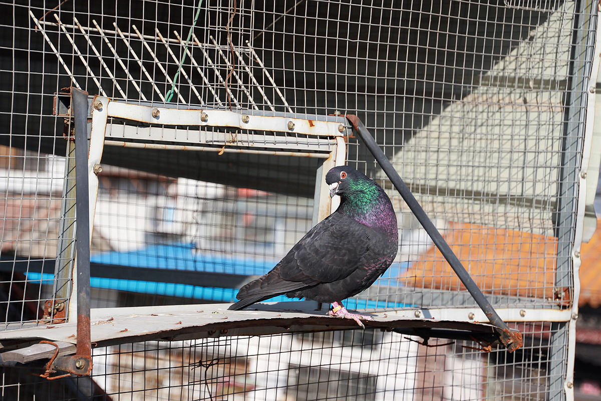 20115年元月十一日孩子和鸽子 雏鸽