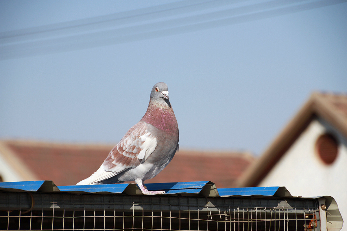 20115年元月十一日孩子和鸽子 雏鸽