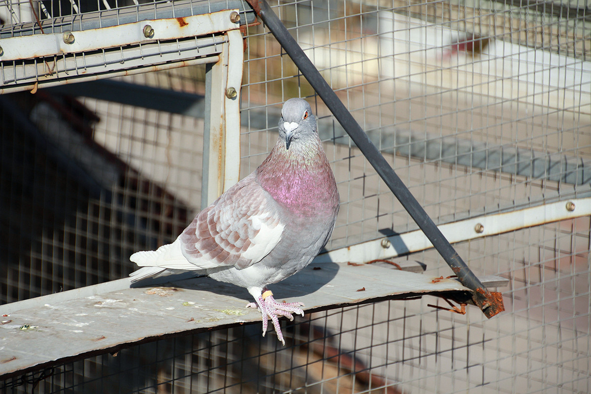 20115年元月十一日孩子和鸽子 雏鸽