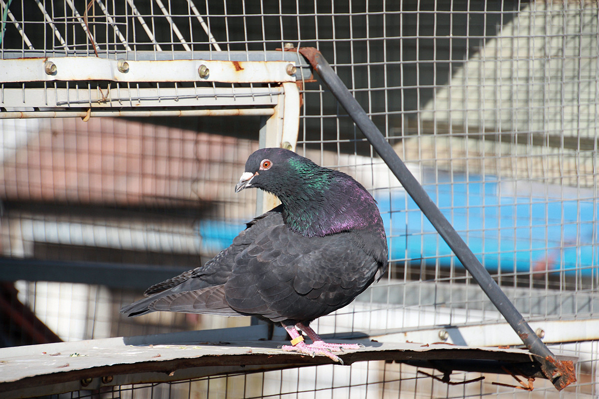 20115年元月十一日孩子和鸽子 雏鸽