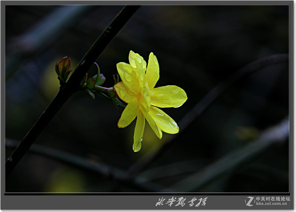 据说叫迎春花