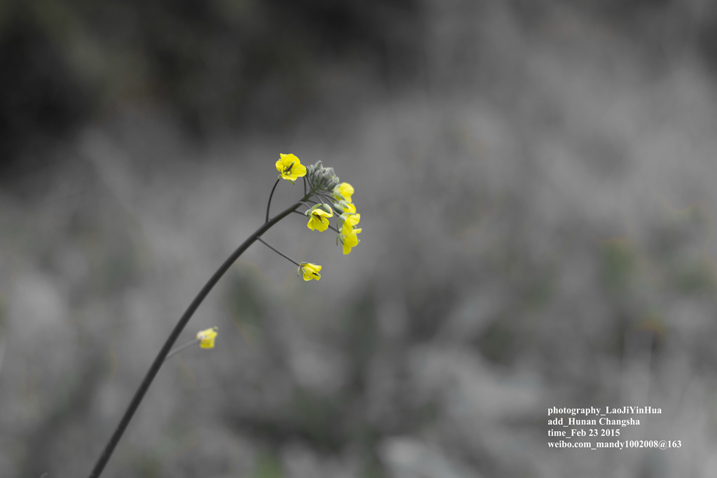 小痰盂2015年开春第一帖