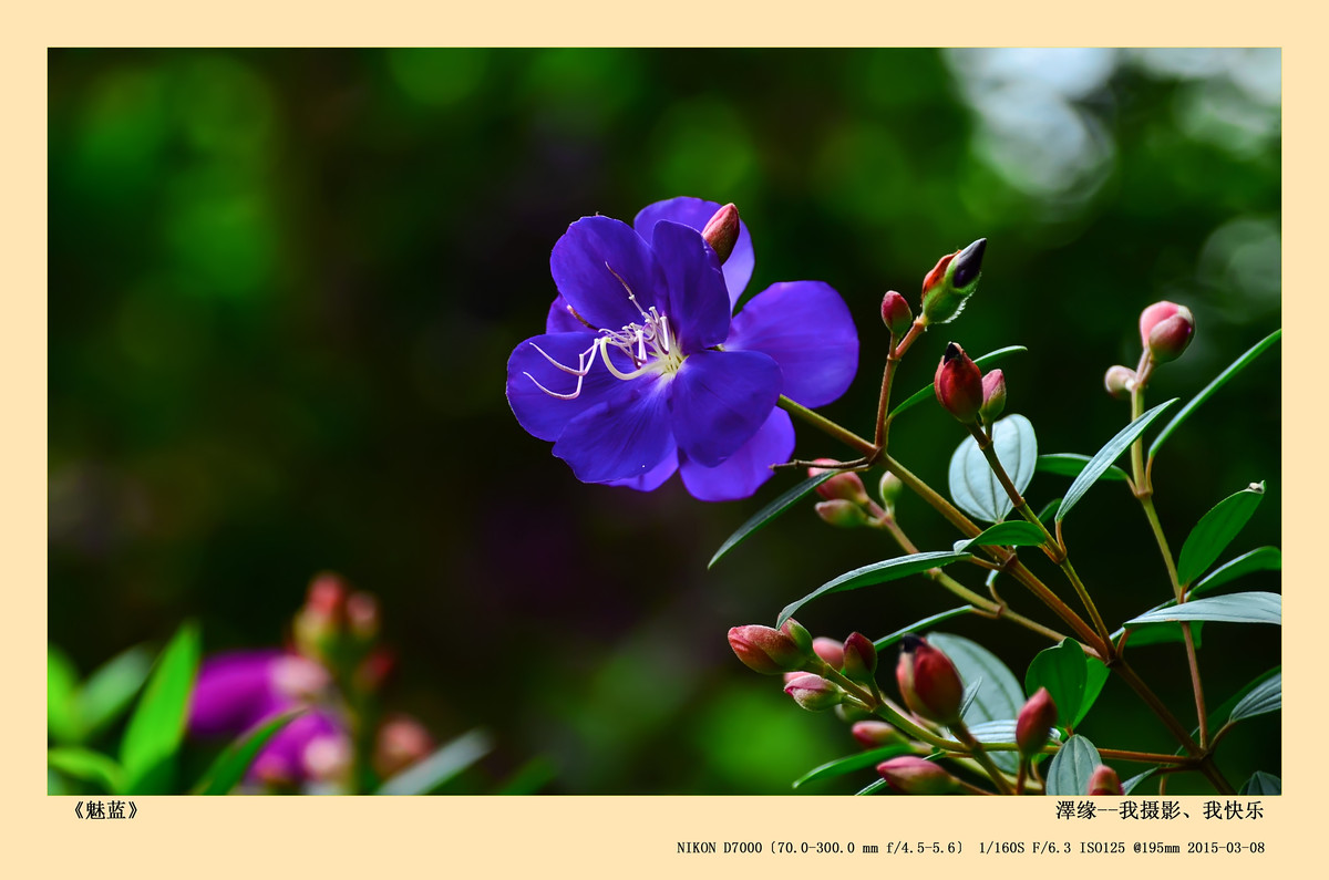 浅谈尼康70-300 VR 3.5-5.6镜头搭配尼康D7000使用感受