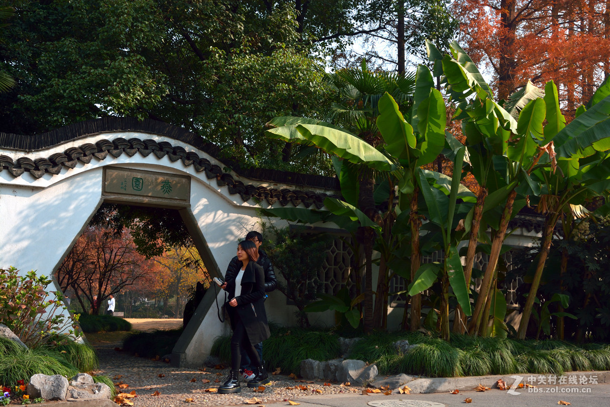 校 园 之 秋 系 列 — 上海复旦（二）