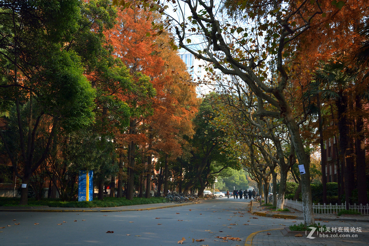 校 园 之 秋 系 列 — 上海复旦（二）