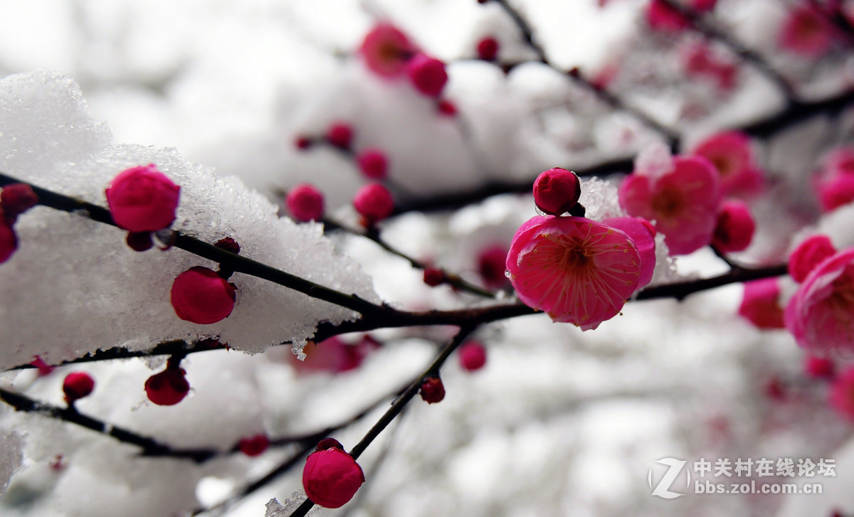 风雪中怒放的红梅