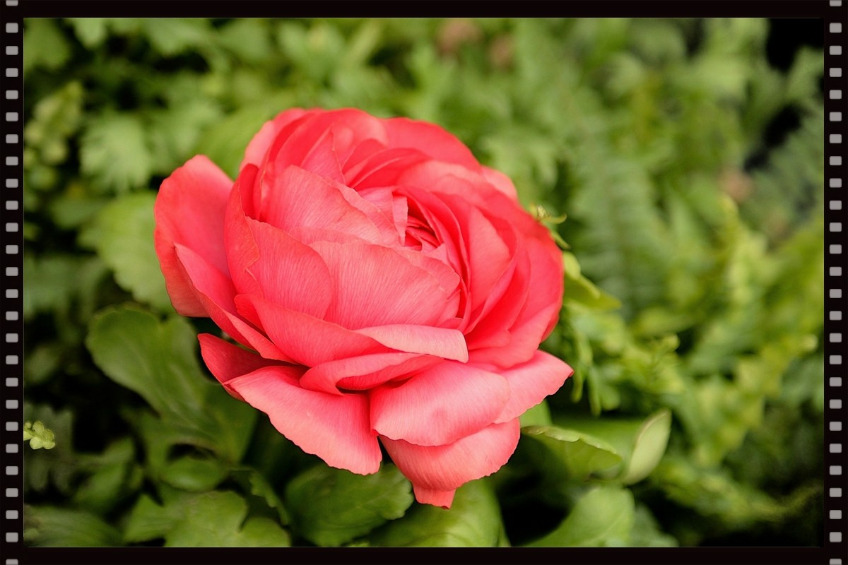 一组芹叶牡丹祝牡丹江星空(中国)红红火火