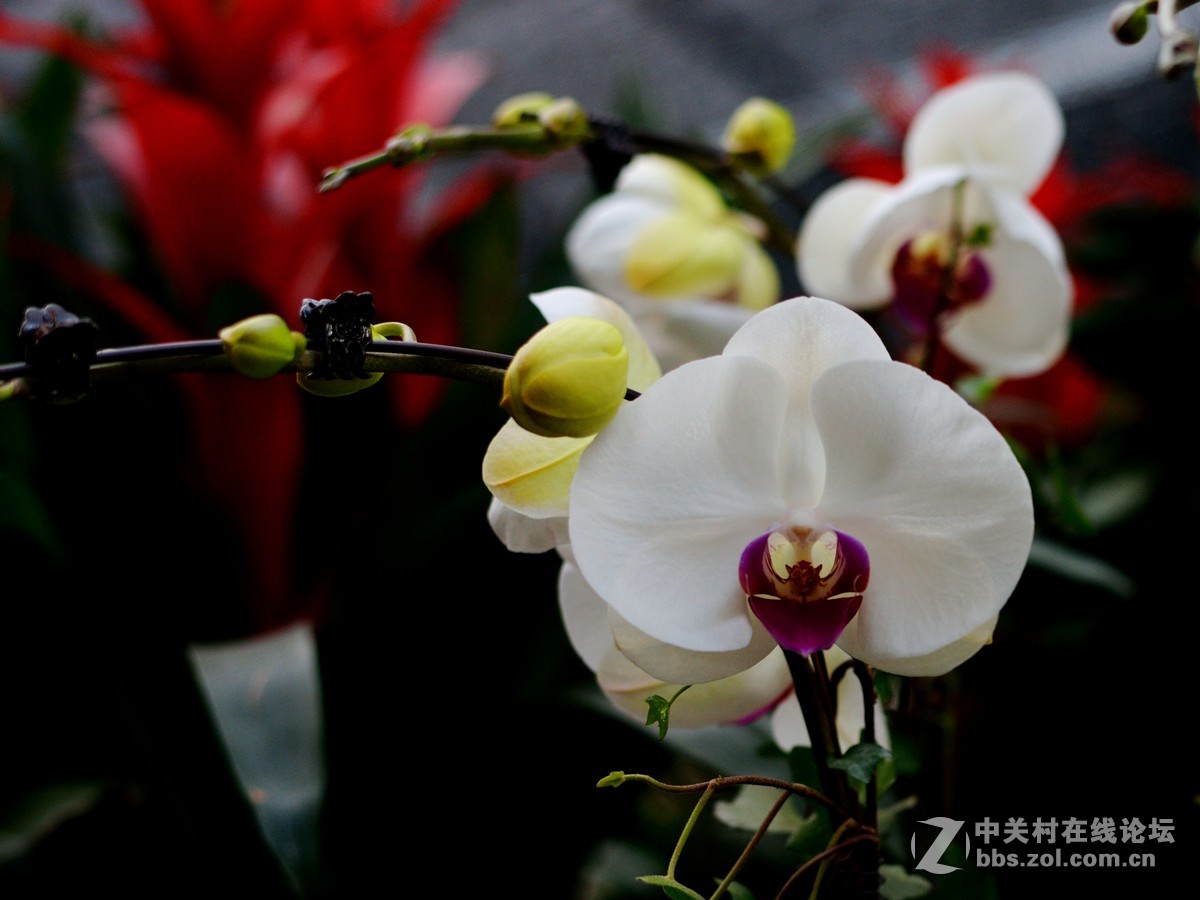 58 1.4g拍深圳花卉世界