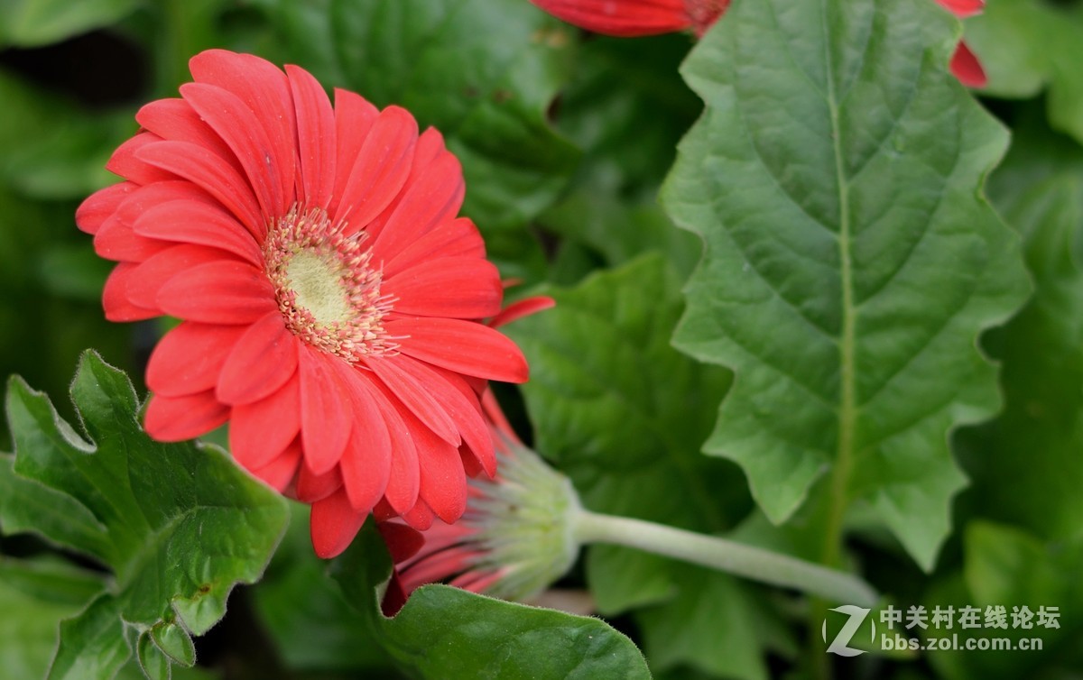 58 1.4g拍深圳花卉世界