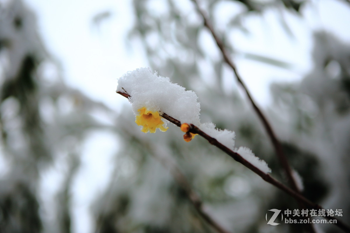 《梅雪争春》