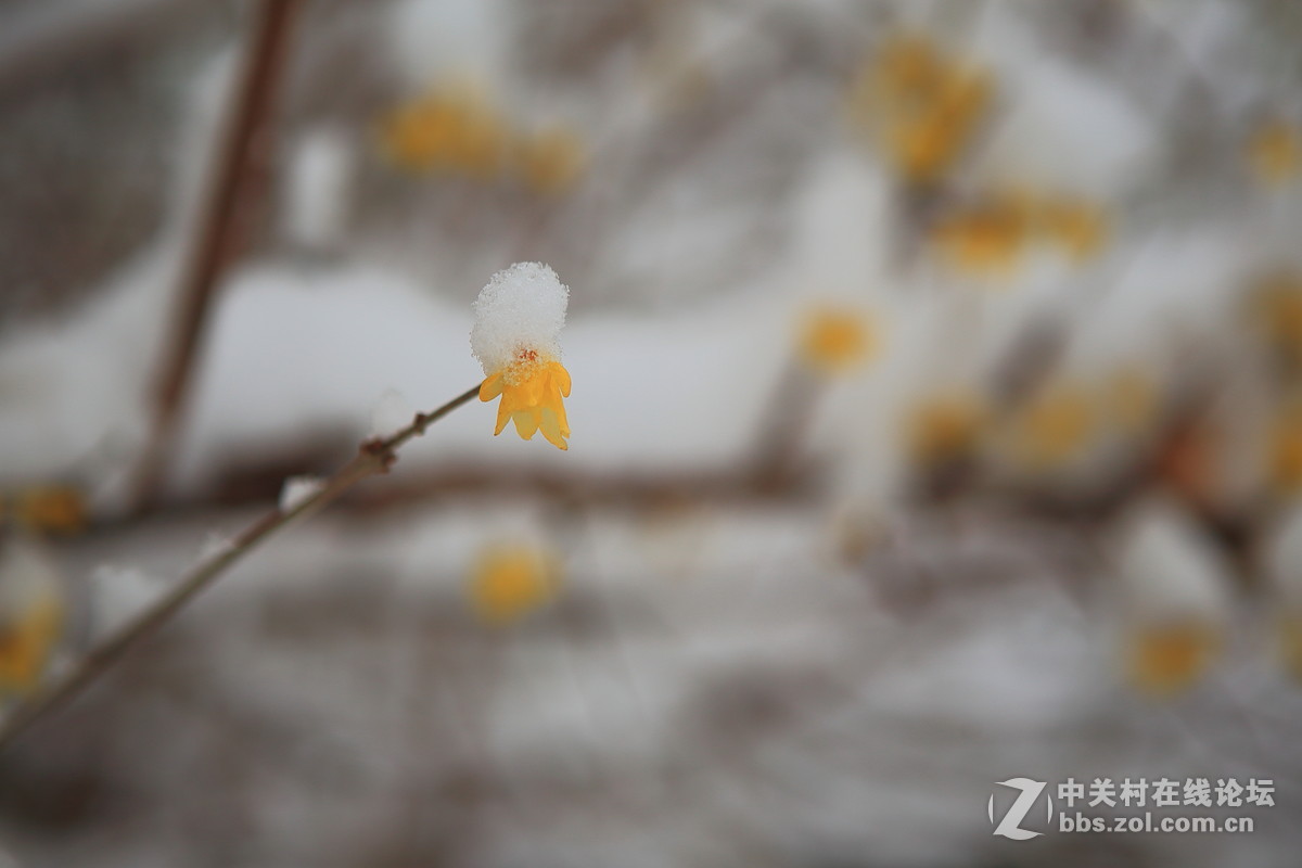 《梅雪争春》