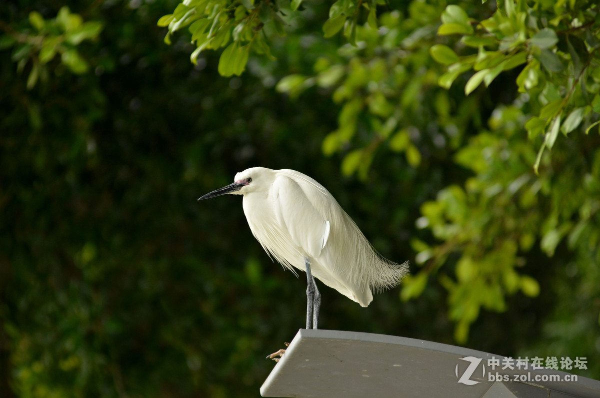 2015年小钢炮厦门拍白鹭1