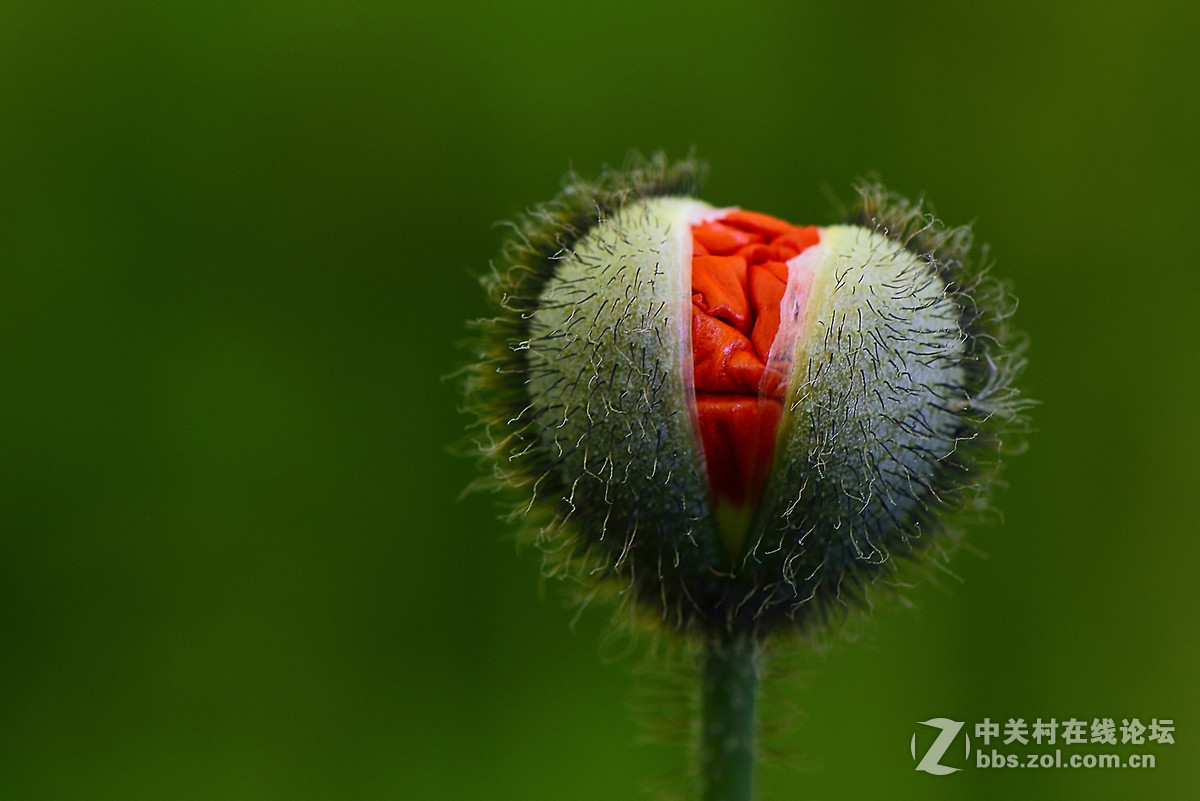 #尼康花卉作品赏析第七期#虞美人之花蕾与花蕊-微距