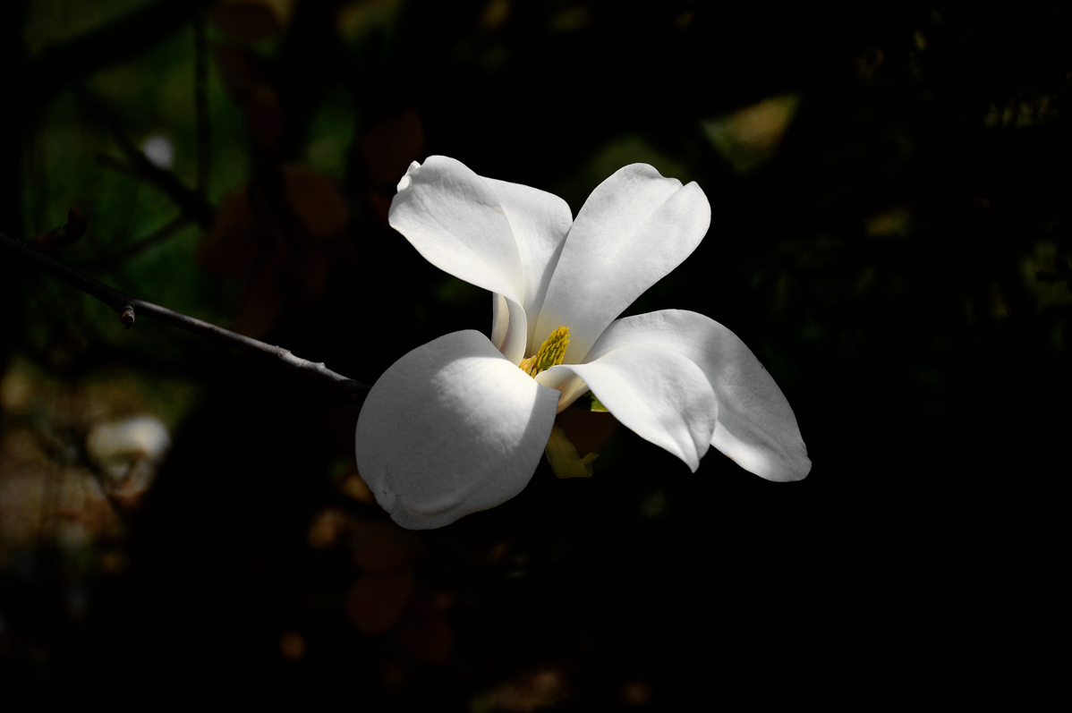 冰清玉洁白玉兰