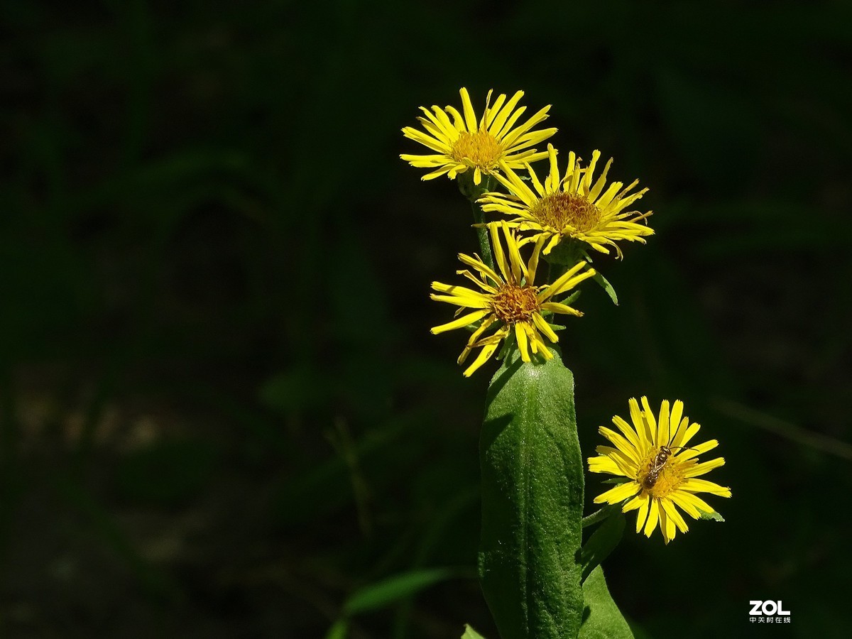 草地上的几朵小花（欧亚旋覆花）