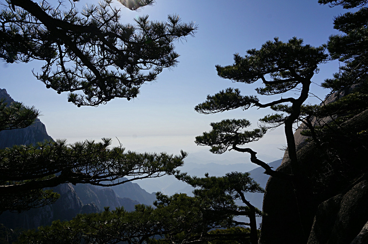 黄山松-中关村在线摄影论坛