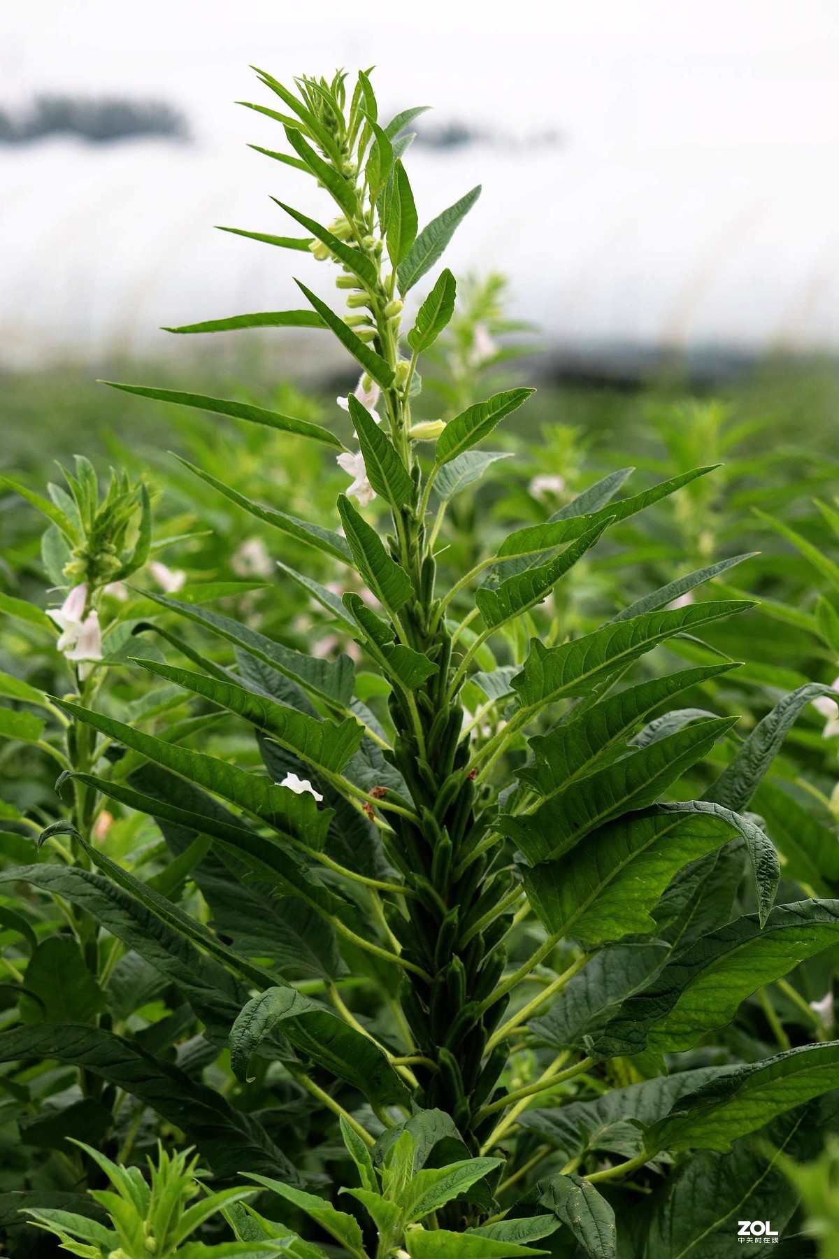 芝麻开花节节高一