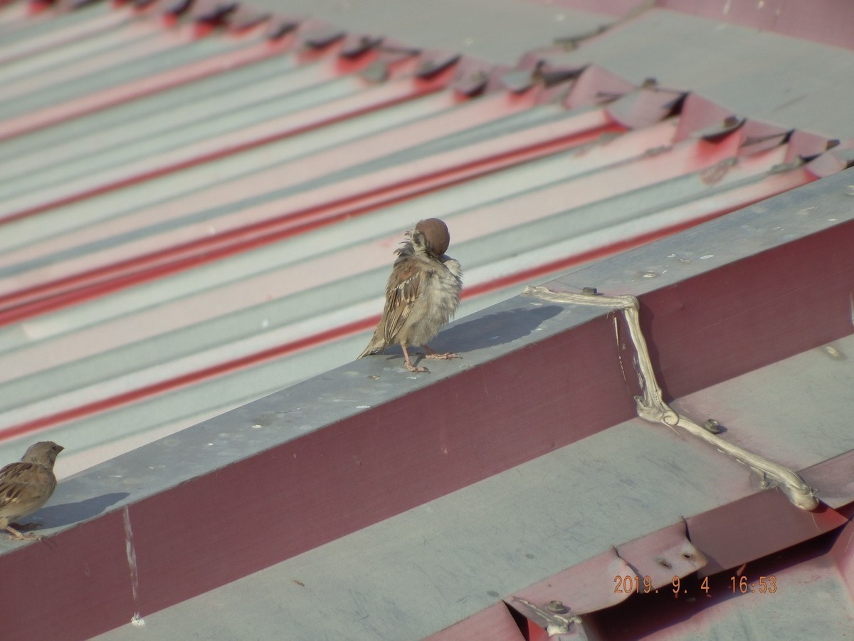 很久没有拍了 传到手机上然后在传到电脑星空(中国)里都忘记了不知道怎么拍了