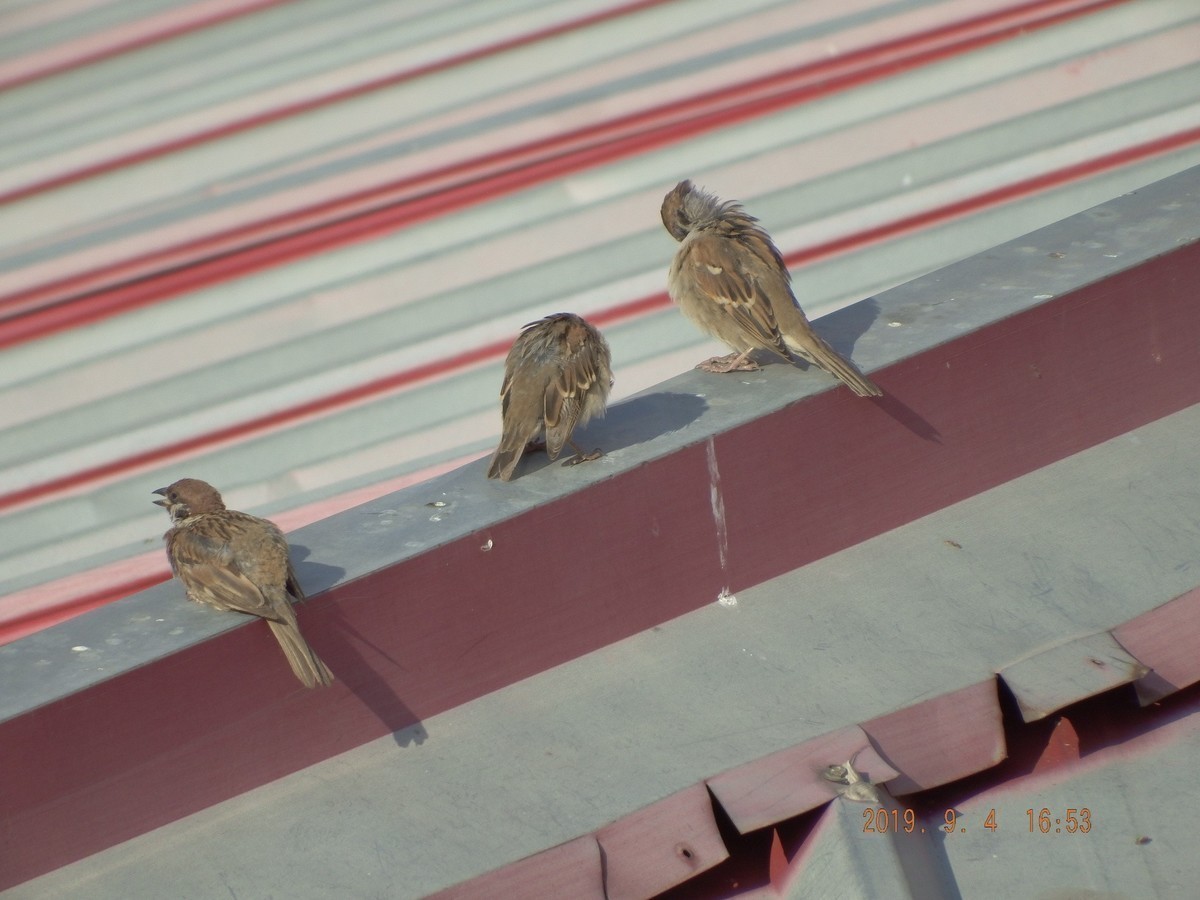 很久没有拍了 传到手机上然后在传到电脑星空(中国)里都忘记了不知道怎么拍了