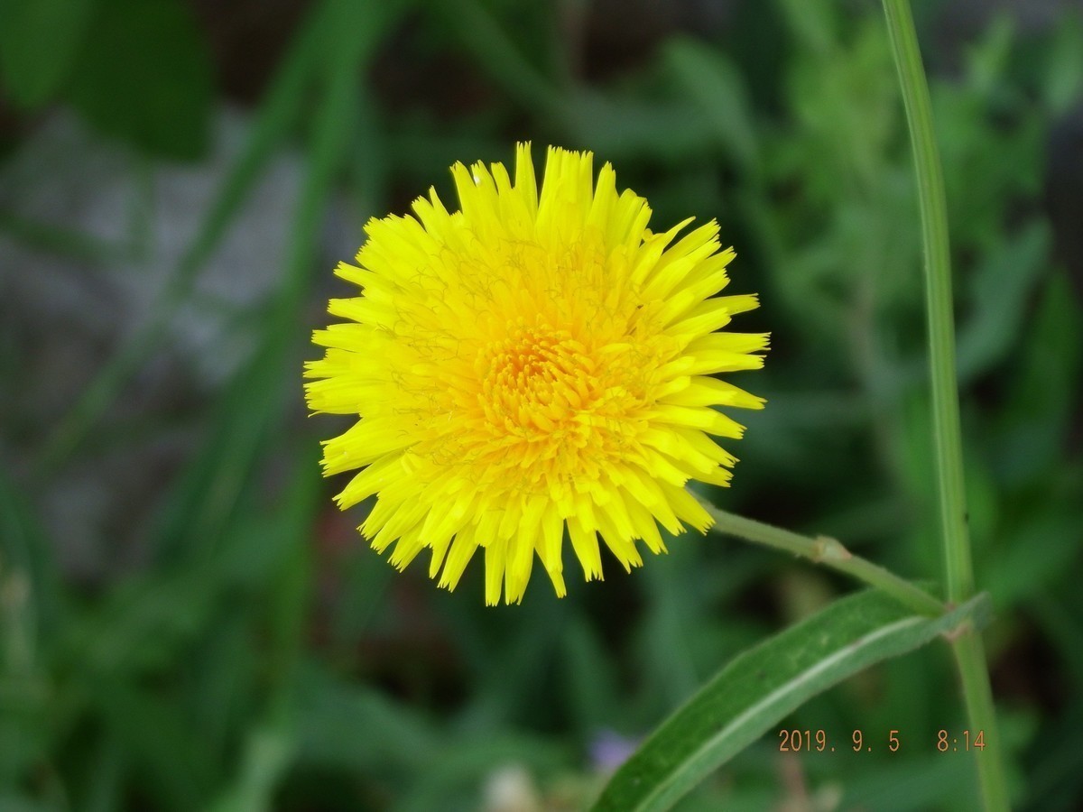 很久没有拍了 传到手机上然后在传到电脑星空(中国)里都忘记了不知道怎么拍了