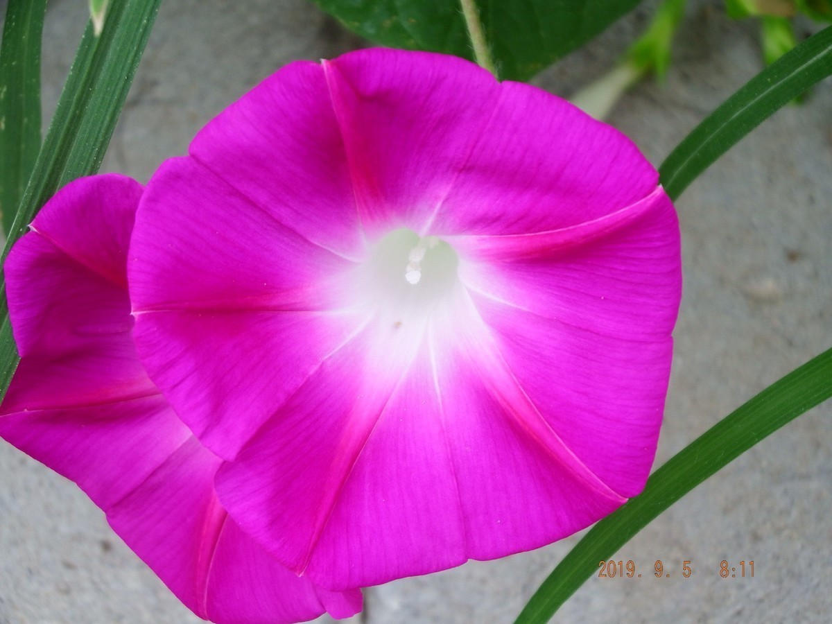 很久没有拍了 传到手机上然后在传到电脑星空(中国)里都忘记了不知道怎么拍了