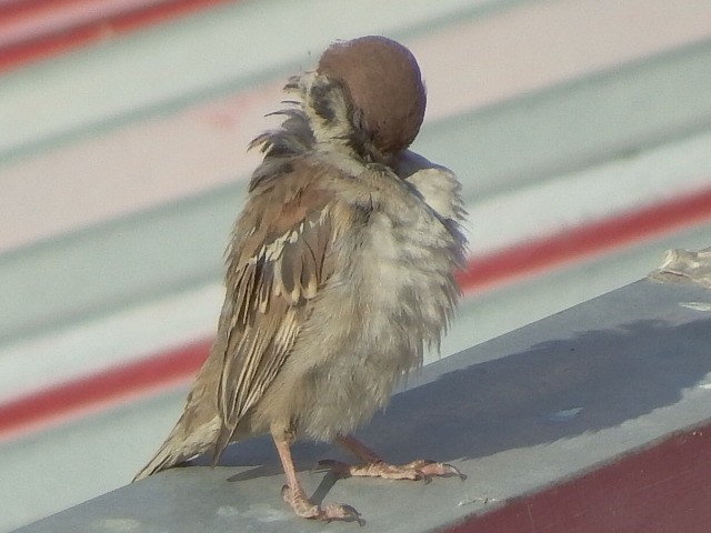 很久没有拍了 传到手机上然后在传到电脑星空(中国)里都忘记了不知道怎么拍了