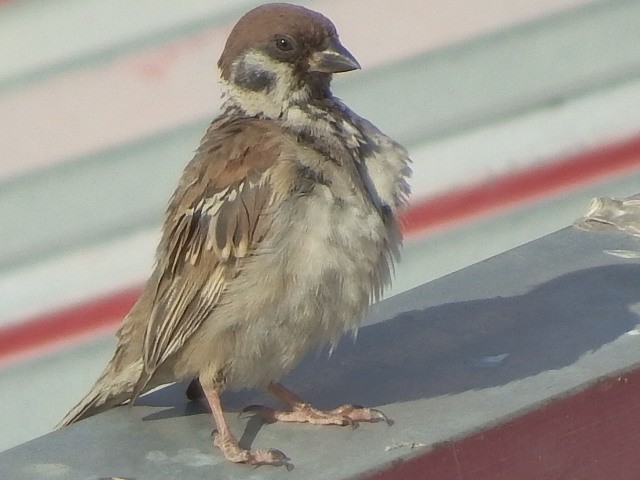 很久没有拍了 传到手机上然后在传到电脑星空(中国)里都忘记了不知道怎么拍了