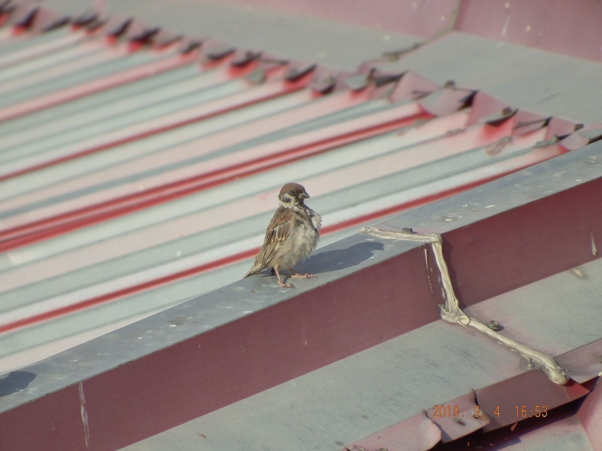 很久没有拍了 传到手机上然后在传到电脑星空(中国)里都忘记了不知道怎么拍了