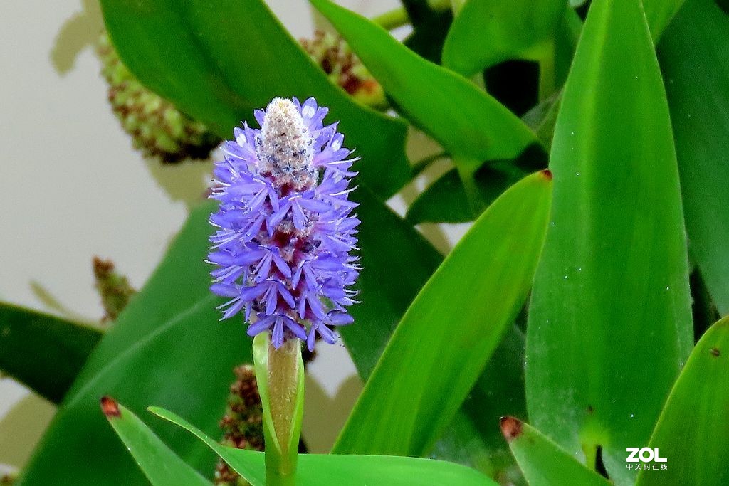 水生花卉植物有哪些(水生花卉植物有哪些品种)