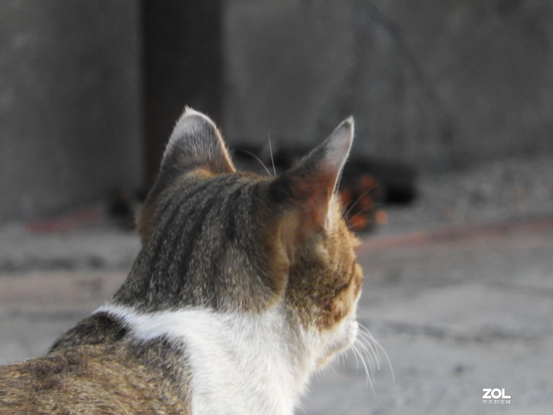 新购B700拍大猫