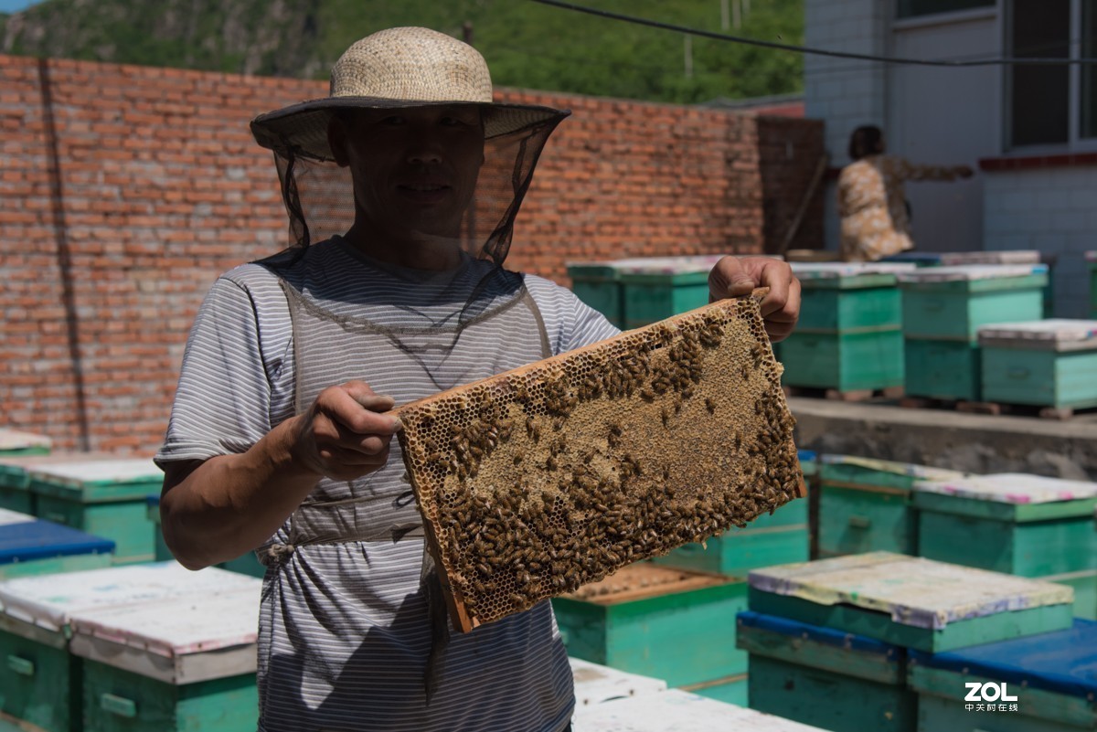 【镜头里】第702号：养蜂人家（蜂蜜采集全过程）之三