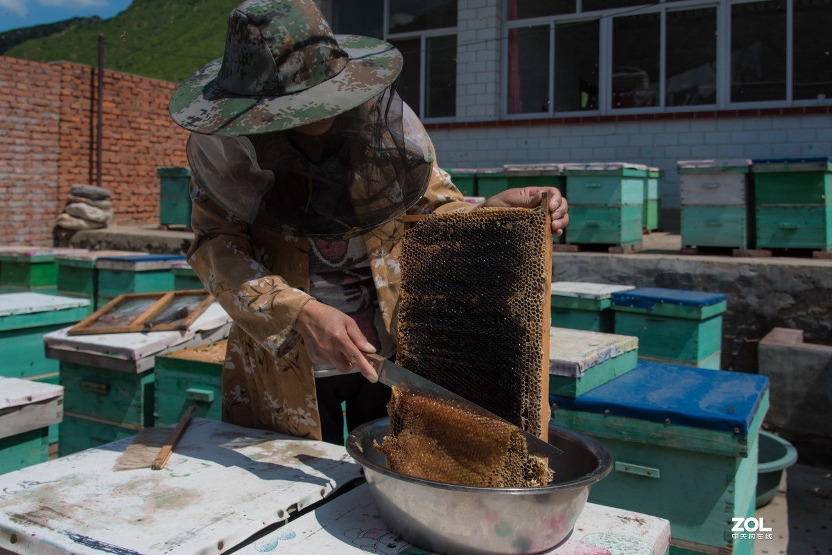 【镜头里】第702号：养蜂人家（蜂蜜采集全过程）之三