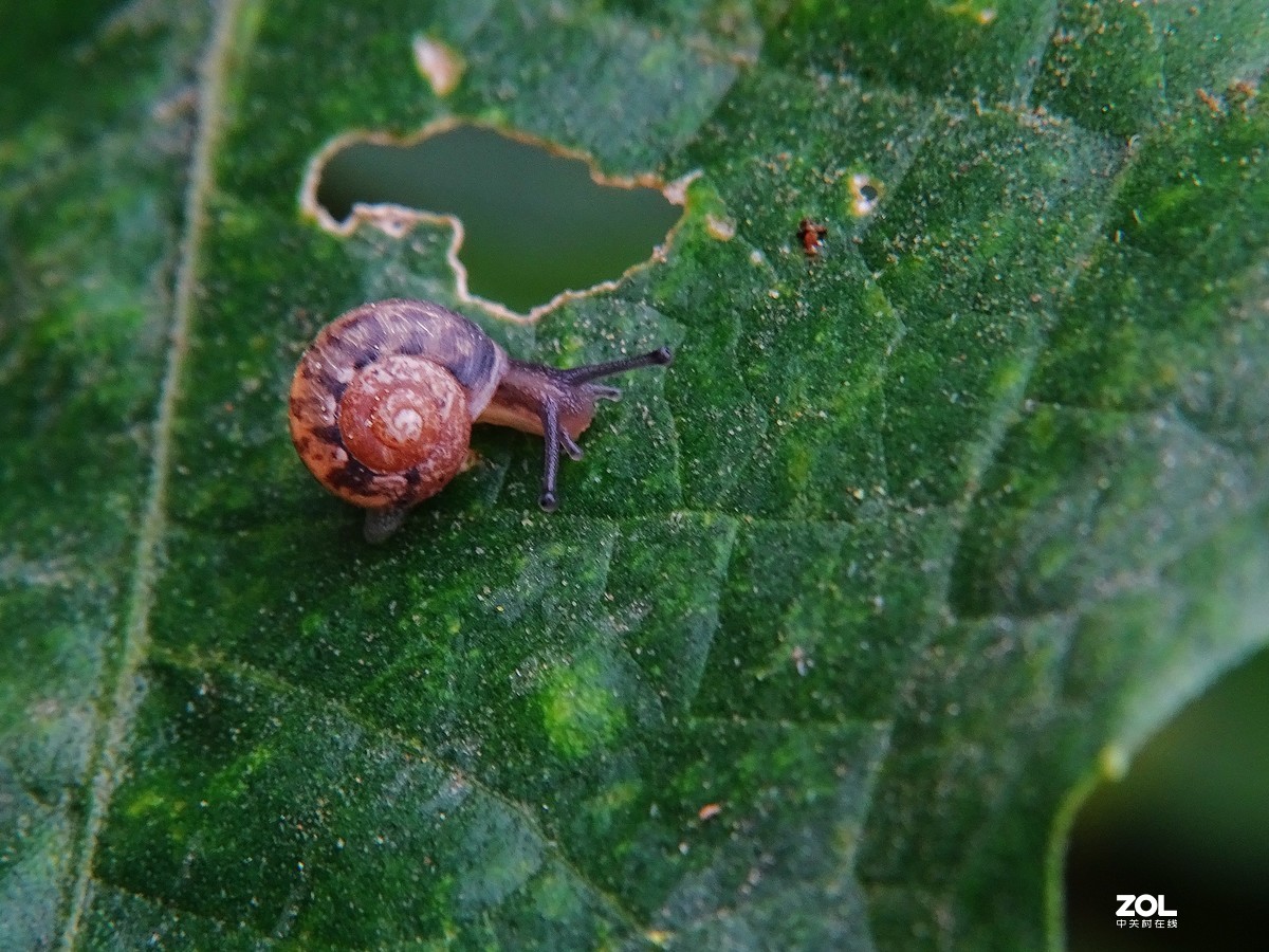 一只小蜗牛