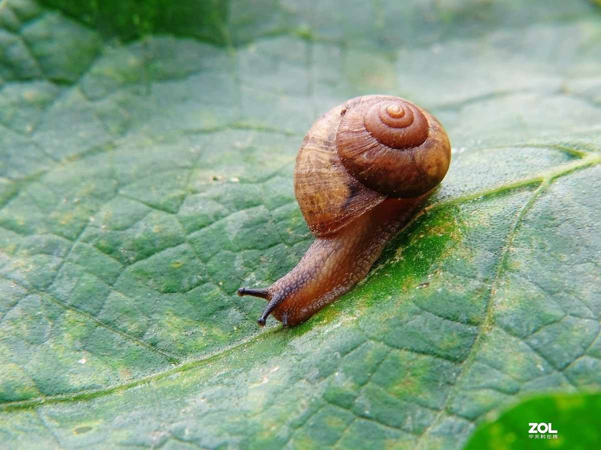 一只小蜗牛