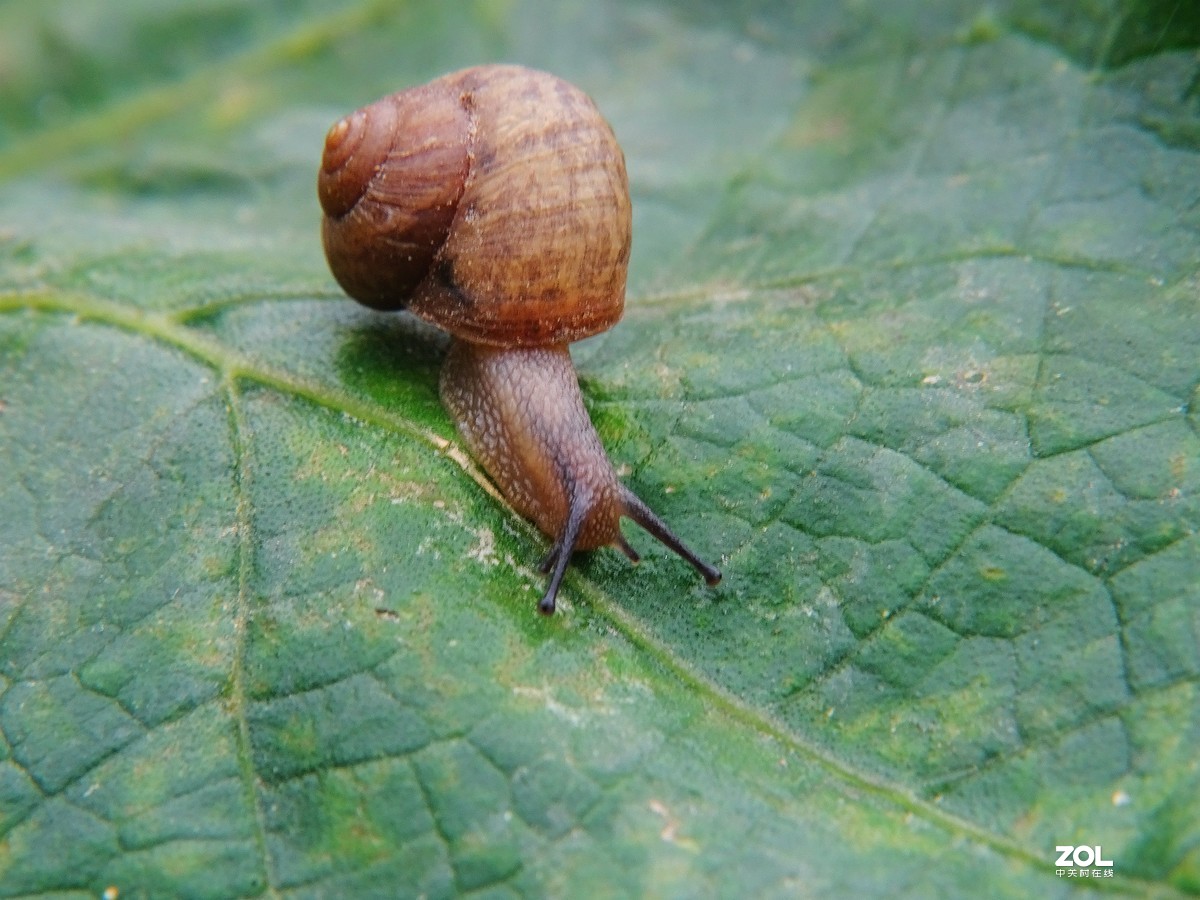 一只小蜗牛