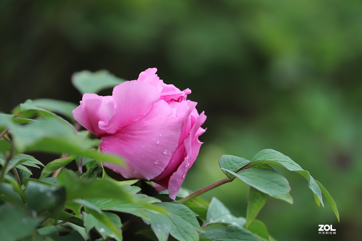 2019年花卉牡丹26