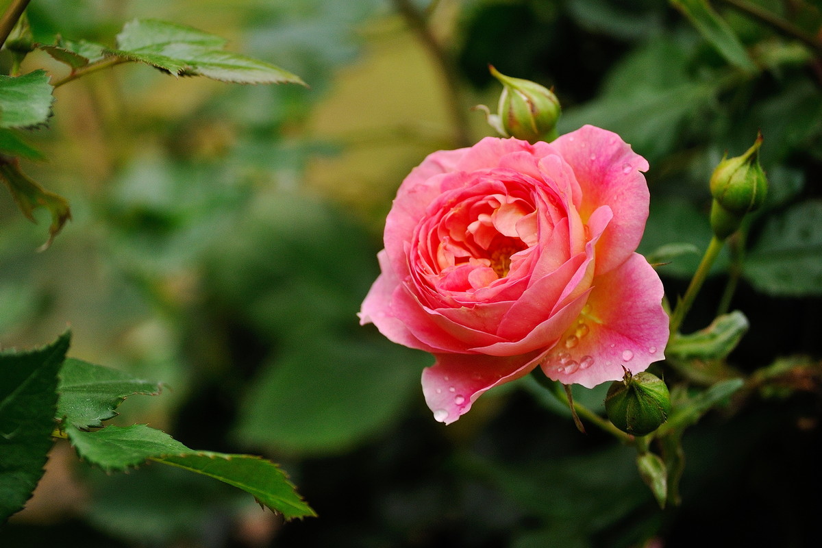 月季花（深圳人民公园，315，阴）