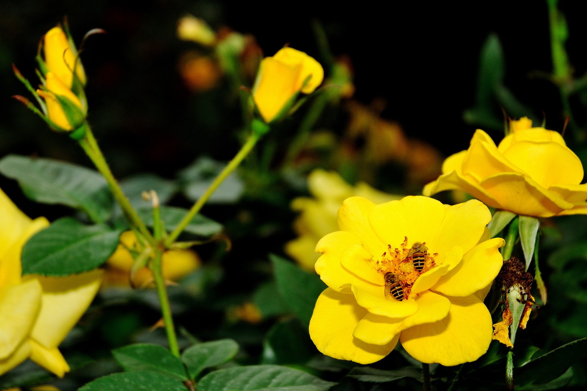 月季花（深圳人民公园，315，阴）
