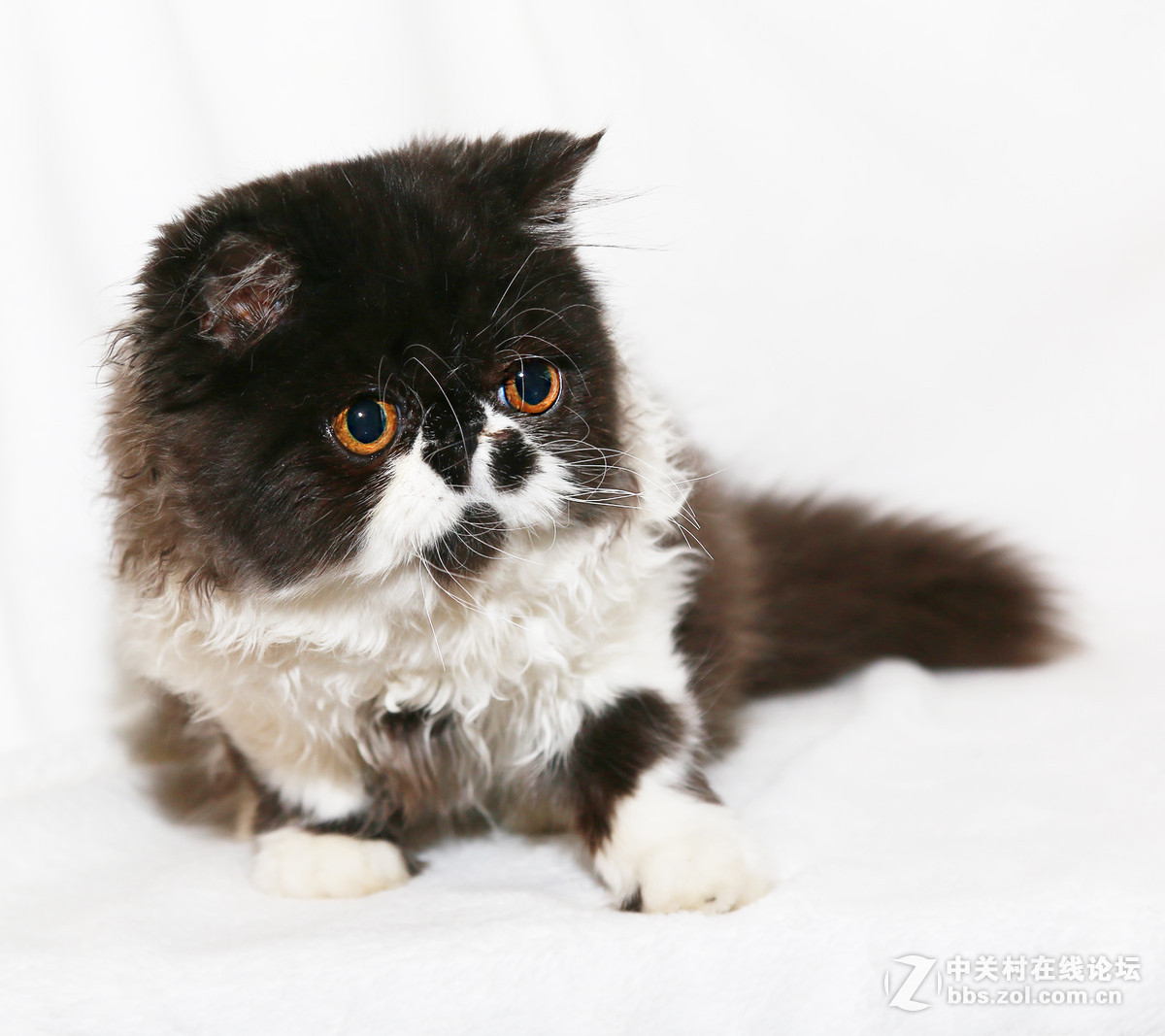 ★★★★★  纯种加菲猫 第六季  ★★★★★