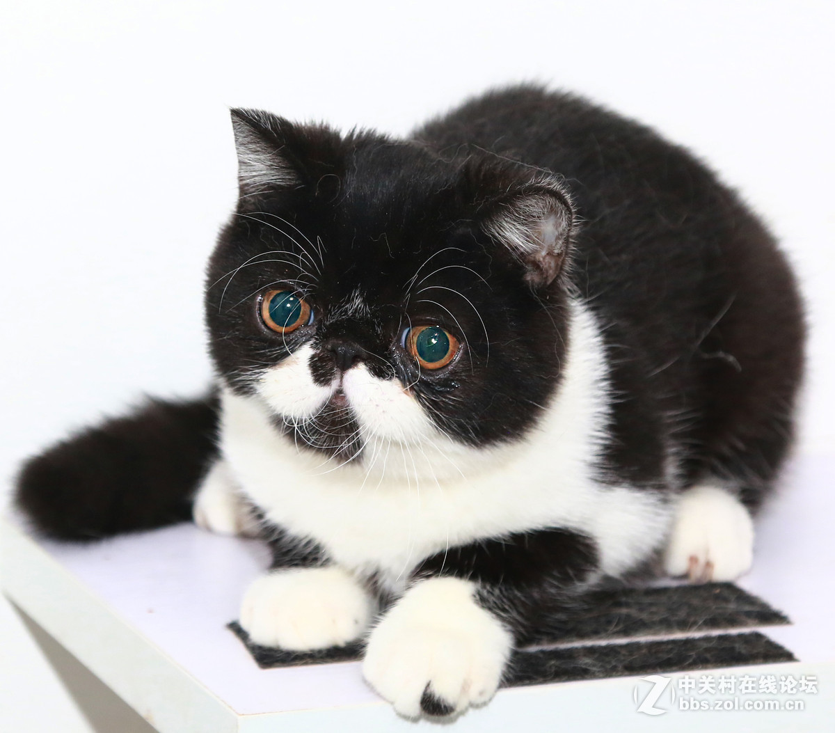 ★★★★★  纯种加菲猫 第六季  ★★★★★