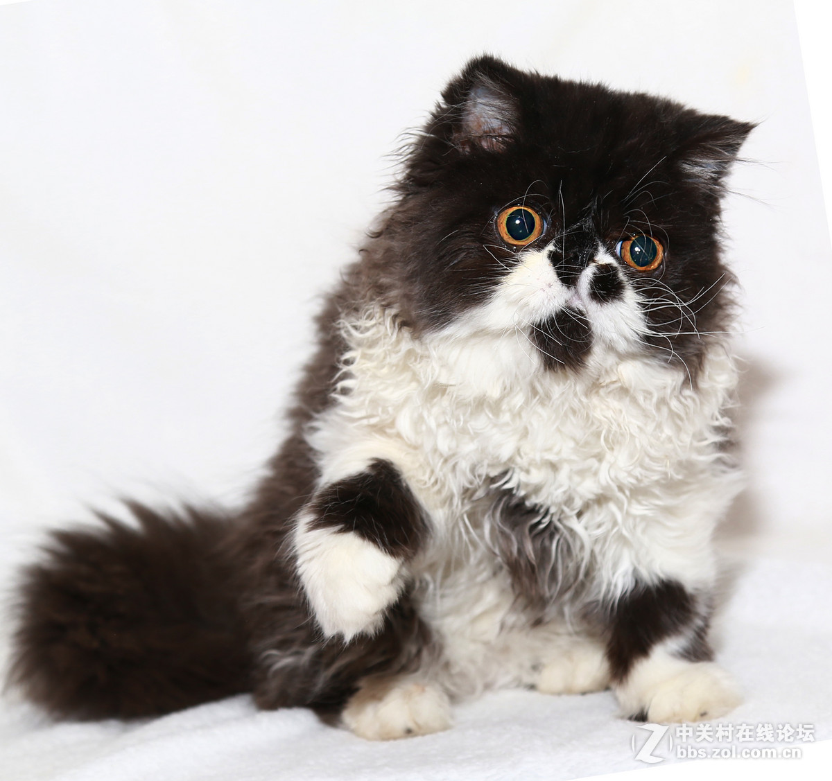 ★★★★★  纯种加菲猫 第六季  ★★★★★