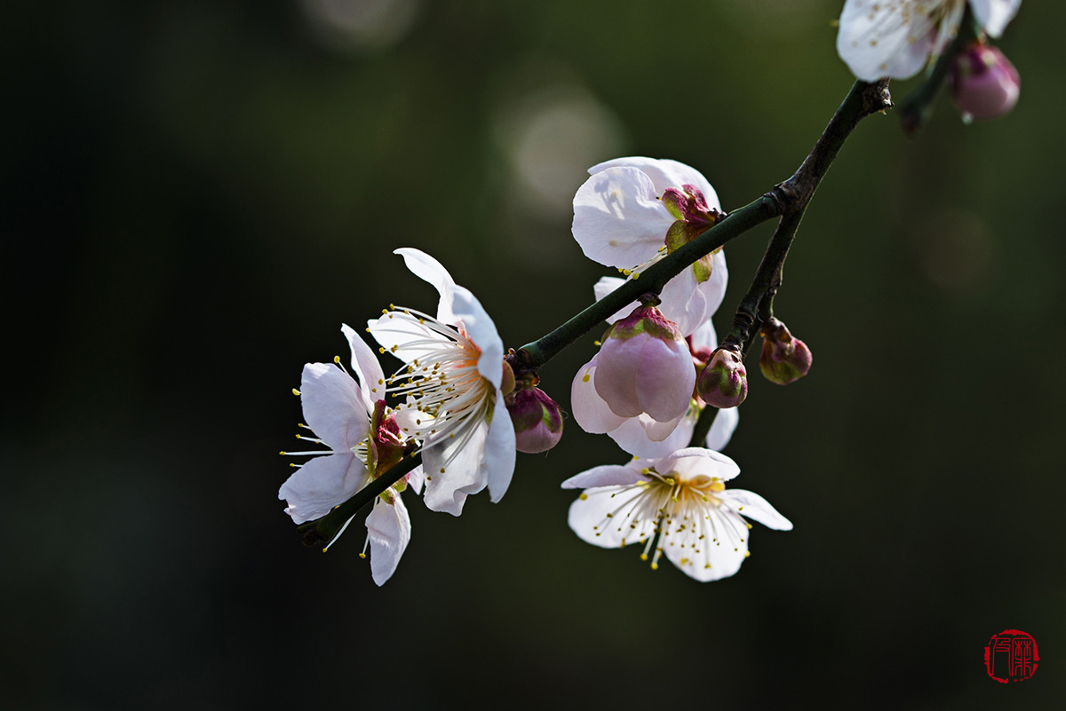 #尼康花卉作品赏析#【梅花报春】