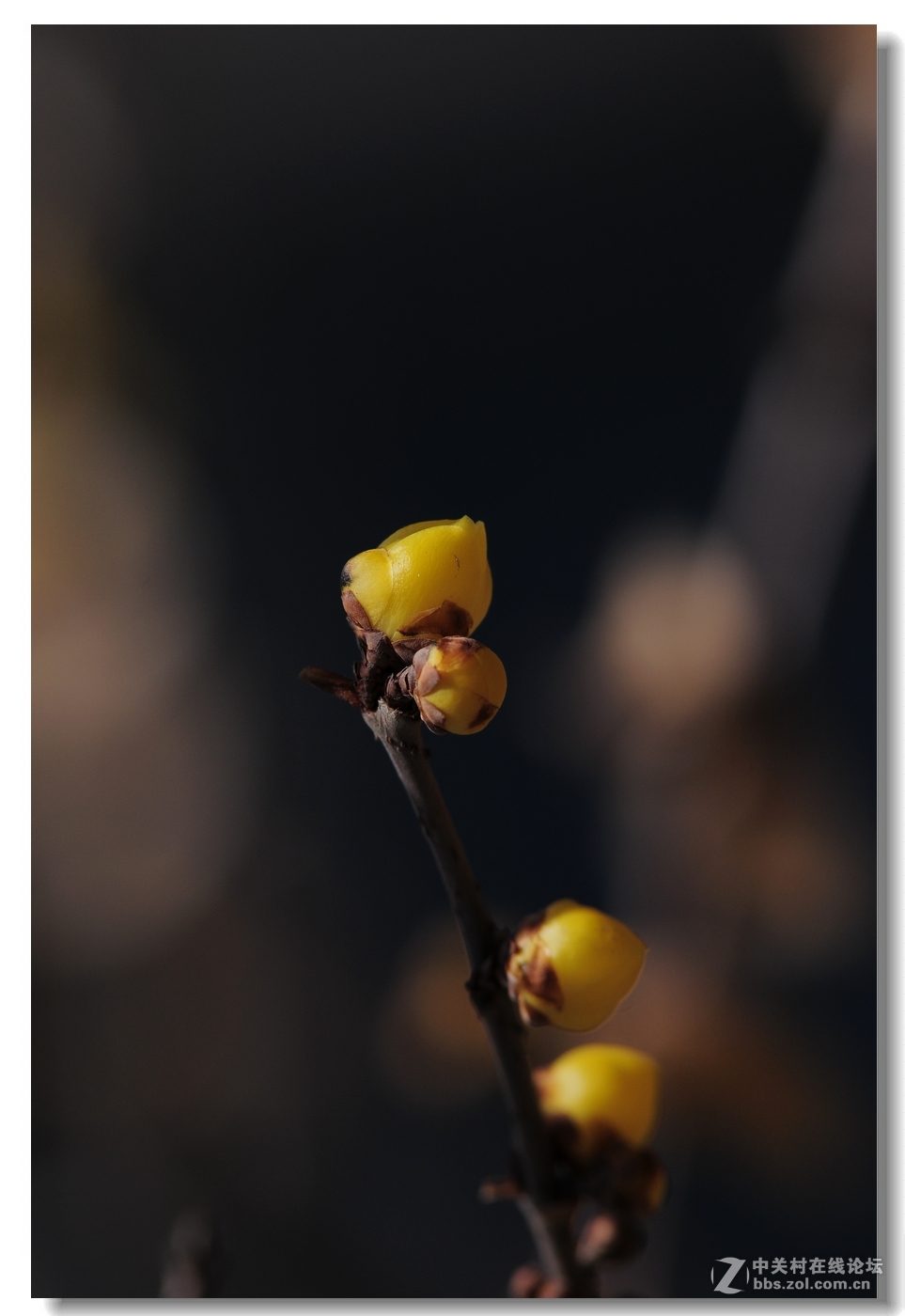 闻香识梅——第一次拍腊梅