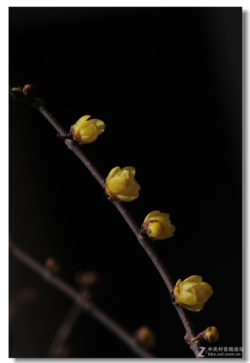 闻香识梅——第一次拍腊梅