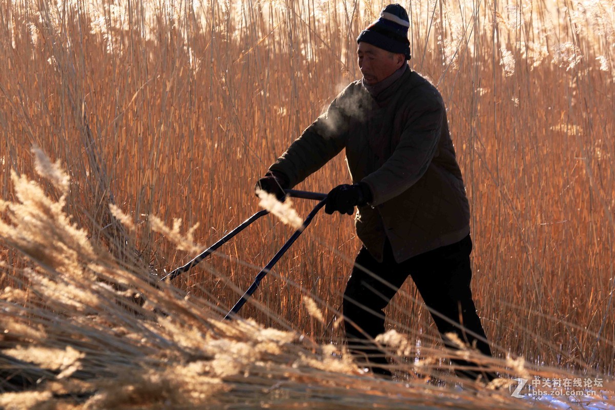 割苇子的农夫