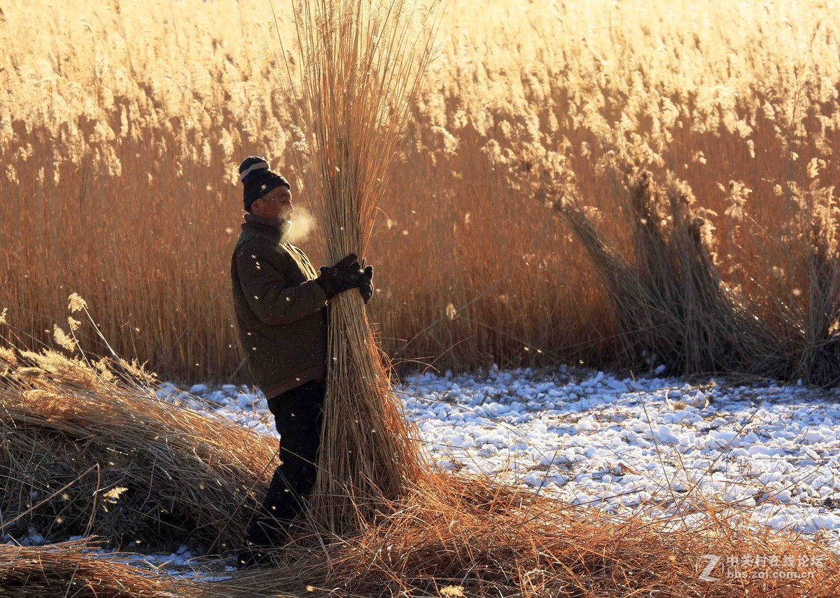 割苇子的农夫
