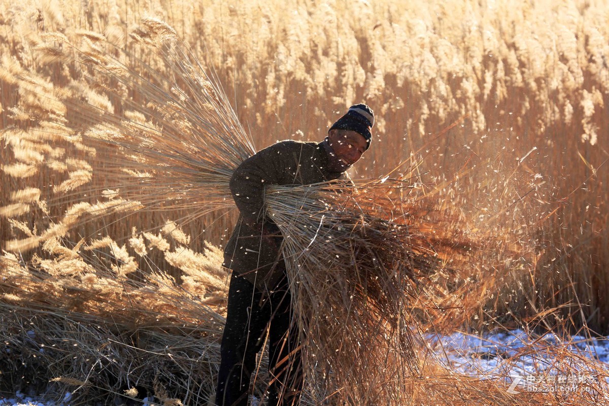 割苇子的农夫