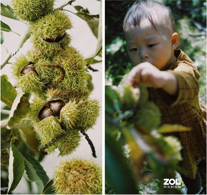 在怀柔，带娃摘油栗，爬水长城，住秘境处的绝美童话大房子——蜡笔森林